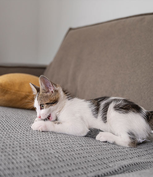 gatos rasguñan los muebles